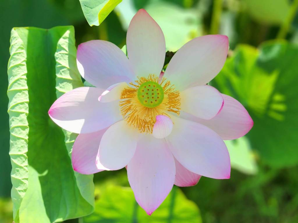 Comment dit-on « fleur de lotus » en coréen ? / How do you say “lotus flower” in Korean? –&nbsp;연꽃