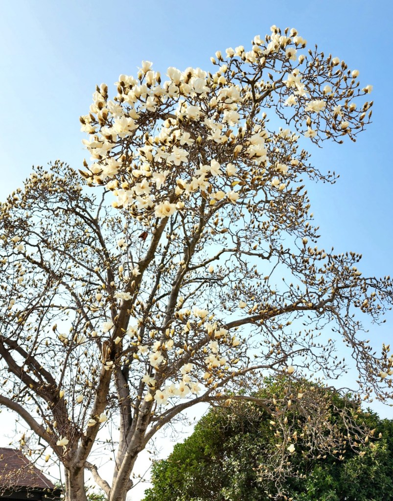 [Coréen/Korean] Le froid jaloux des fleurs printanières / Cold jealous of the spring blossoms –&nbsp;꽃샘추위