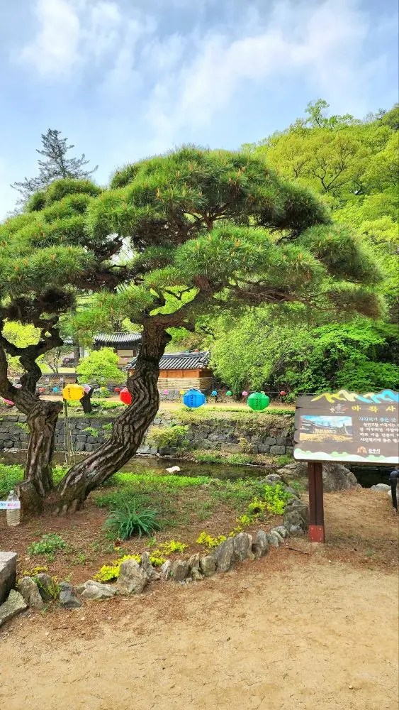 A beautifully sculpted pine tree in the garden of Magoksa Temple in Gongju, South Korea, surrounded by colorful lanterns and spring greenery.
