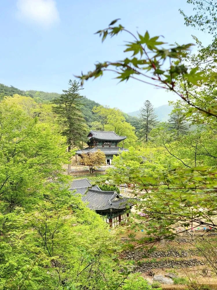 An elevated view of Magoksa Temple in Gongju, South Korea, seen through bright spring foliage with traditional rooftops nestled among forested mountains.