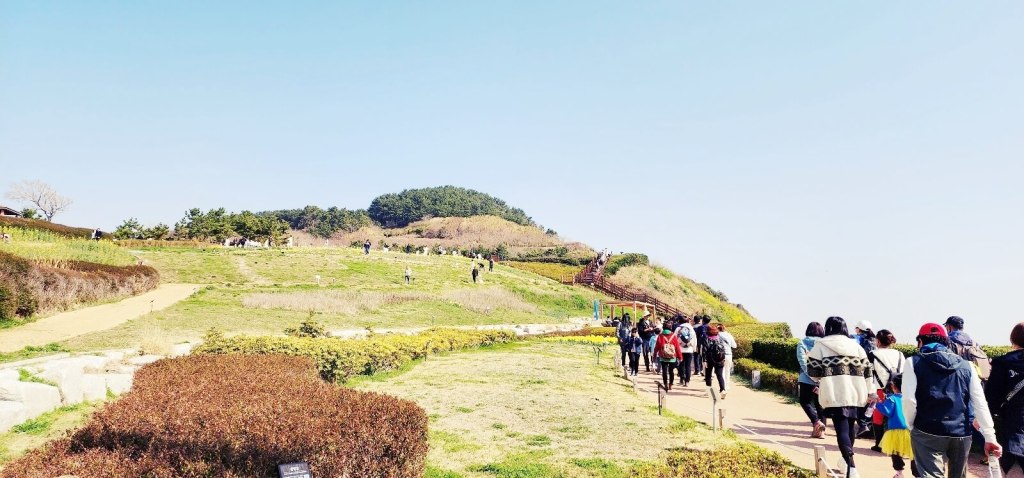 Les jonquilles en pleine floraison au parc Haemaji au printemps.
