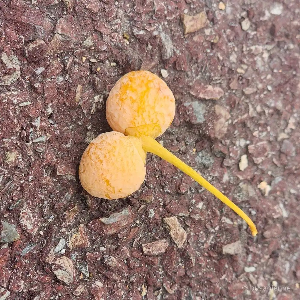 Deux fruits de ginkgo tombés sur le sol en Corée, symbole de l'automne et de son odeur particulière.