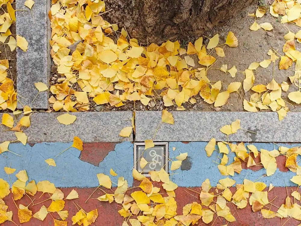 Feuilles jaunes de ginkgo tombées autour d'un arbre et sur une piste cyclable rouge et bleue