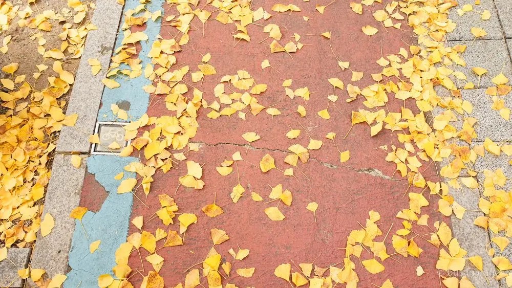 Yellow ginkgo leaves scattered across a red and blue pedestrian and bike path in Korea